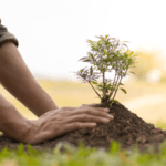 Planting Trees as a Lasting Tribute Planting a tree in memory